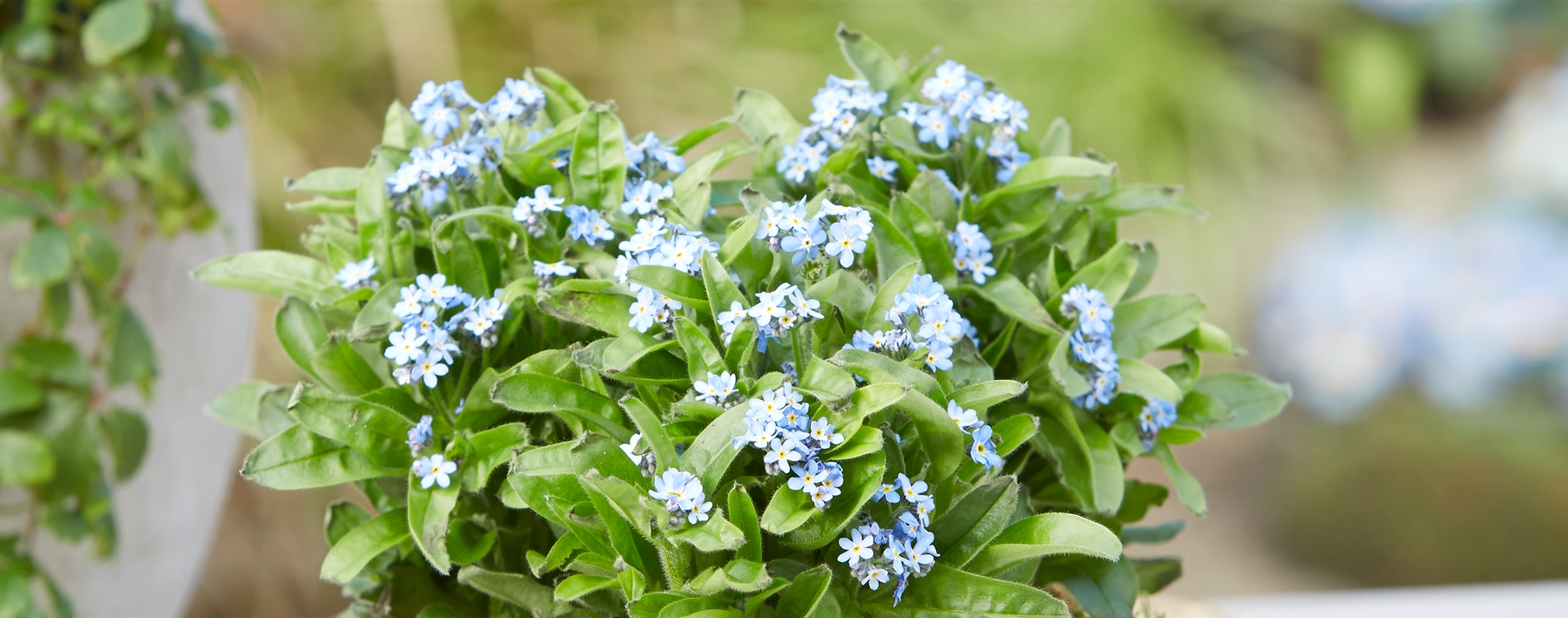 Grüner Garten Müller Gärtnerei & Floristik in Gifhorn