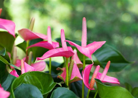 Grüner Garten Müller Gärtnerei & Floristik in Gifhorn