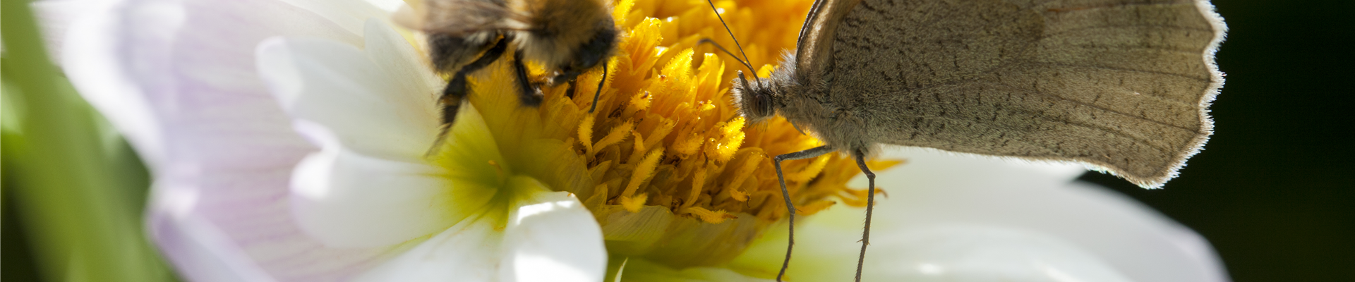 Schmetterling und Biene