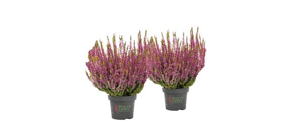 BEERENSTARKE TöNE! BEERENSTARKE TöNE!