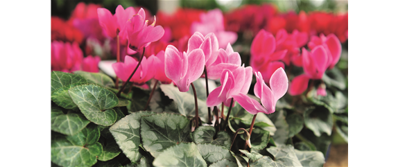 BEERENSTARKE TöNE! BEERENSTARKE TöNE!