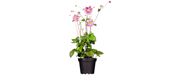 BEERENSTARKE TöNE! BEERENSTARKE TöNE!