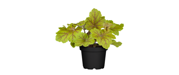 BEERENSTARKE TöNE! BEERENSTARKE TöNE!