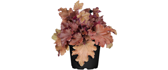 BEERENSTARKE TöNE! BEERENSTARKE TöNE!