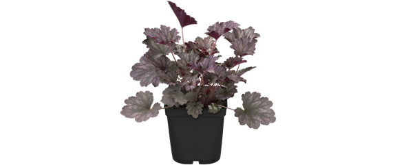 BEERENSTARKE TöNE! BEERENSTARKE TöNE!