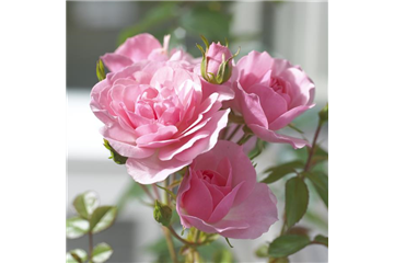 ROMANTIK PUR! ROMANTIK PUR!