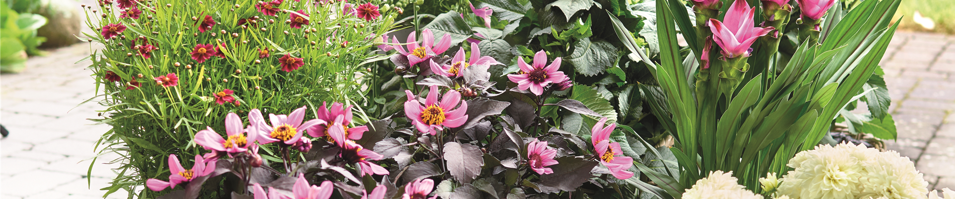 BLÜHENDER GARTEN! AUSDAUERNDE STAUDEN FÜR TERRASSEN UND BEETE. 