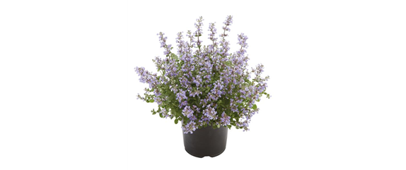 BLÜHENDER GARTEN! AUSDAUERNDE STAUDEN FÜR TERRASSEN UND BEETE. 