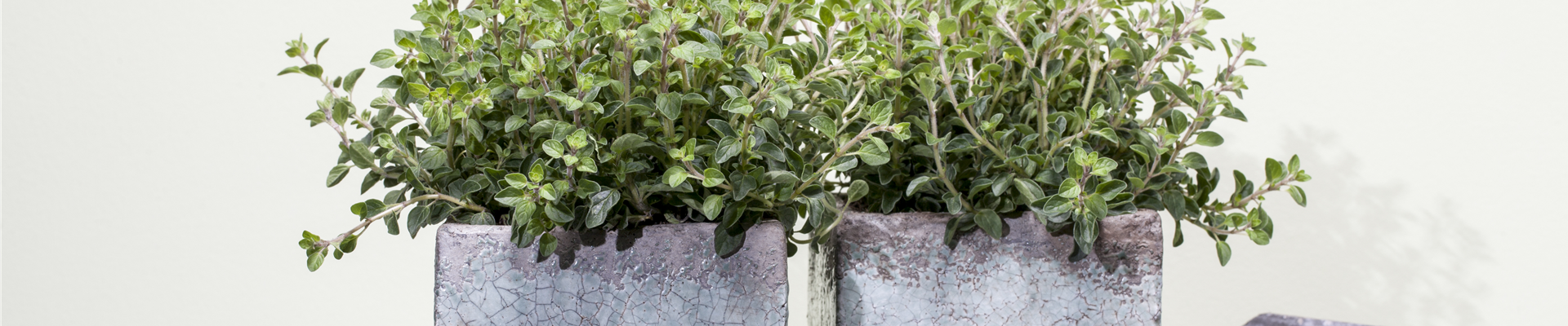 Origanum vulgare