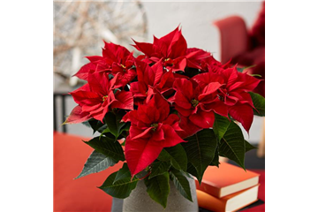 WIE GEHT... WEIHNACHTSSTERN PFLEGEN? WIE GEHT... WEIHNACHTSSTERN PFLEGEN?