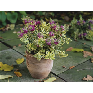 STRAUCHVERONIKA STRAUCHVERONIKA