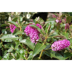 STRAUCHVERONIKA STRAUCHVERONIKA