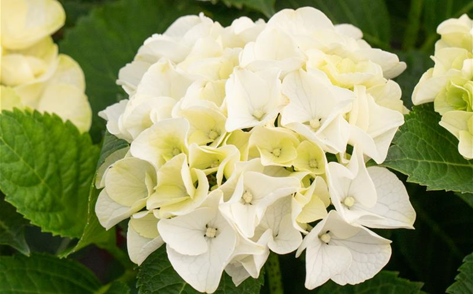 Besuchen Sie uns - Gärtnerei- und Floristik-Geschäft in Gifhorn