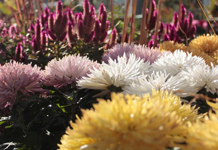 Beet- und Balkonpflanzen