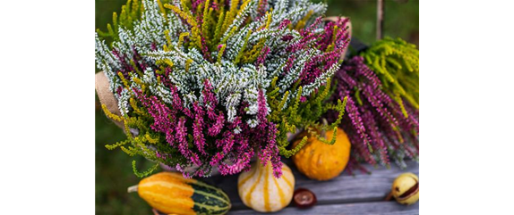 KNOSPENBLüHERHEIDE KNOSPENBLüHERHEIDE