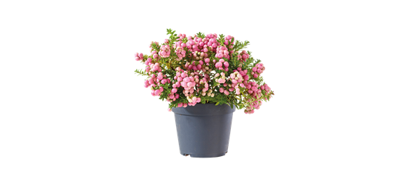 BEERENSTARKE TöNE! BEERENSTARKE TöNE!