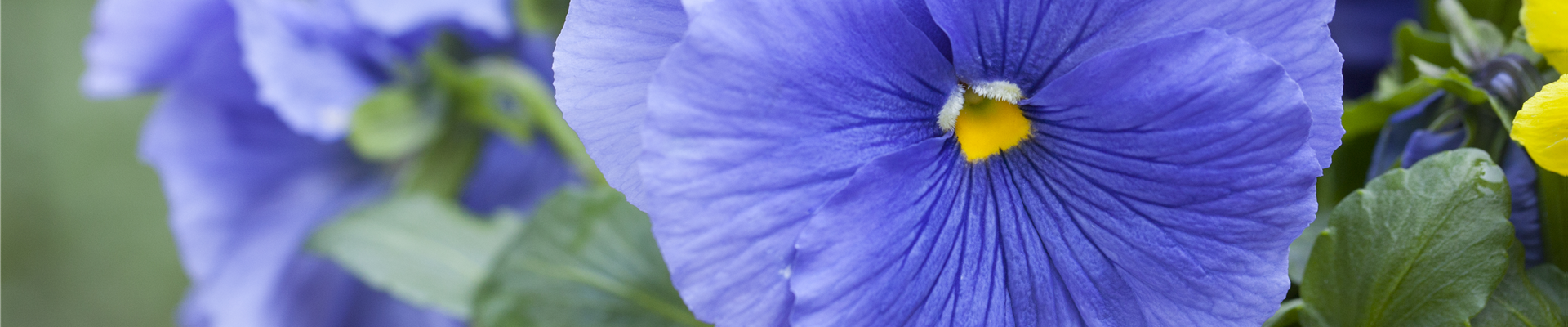 Viola x wittrockiana