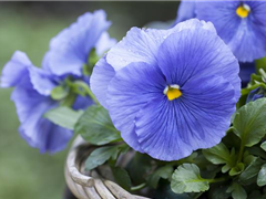 STIEFMÜTTERCHEN SIND WINTERRESISTENT