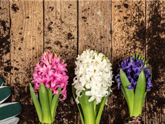 DER FRüHLING WIRD BUNT