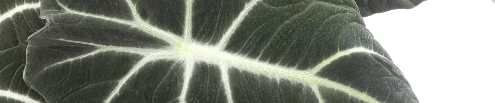 Alocasia 'Black Velvet'