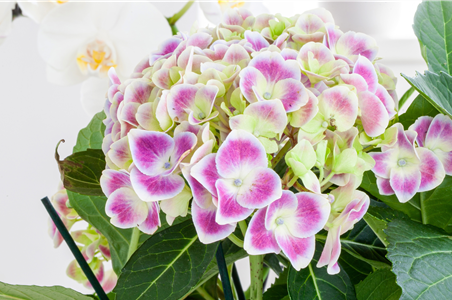 Zimmerhortensie