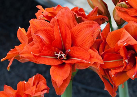 Grüner Garten Müller Gärtnerei & Floristik in Gifhorn