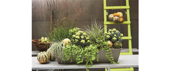 EIN KUNTERBUNTER HERBST! EIN KUNTERBUNTER HERBST!