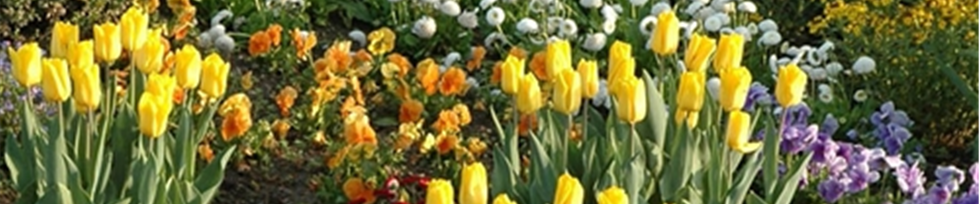 EINE TüTE VOLL FRüHLING!