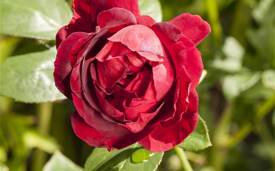 So vielfältig wie die persönlichen Vorlieben - PFLANZEN