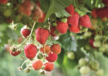 Grüner Garten Müller Gärtnerei & Floristik in Gifhorn