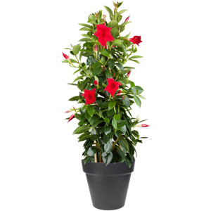 PFLANZE DES MONATS APRIL: DIPLADENIE