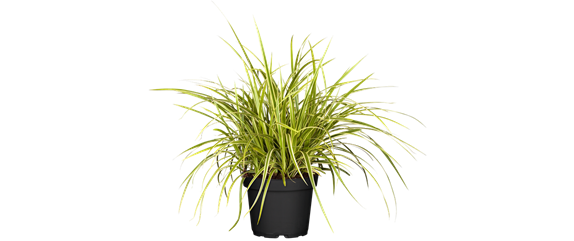 BEERENSTARKE TöNE! BEERENSTARKE TöNE!