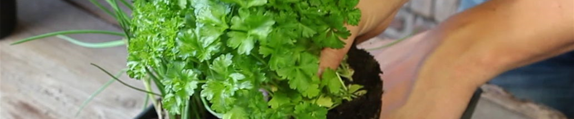 Kräutertopf - Bepflanzen (4)