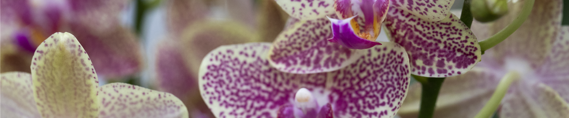 Phalaenopsis 'Sogo Pikachu'